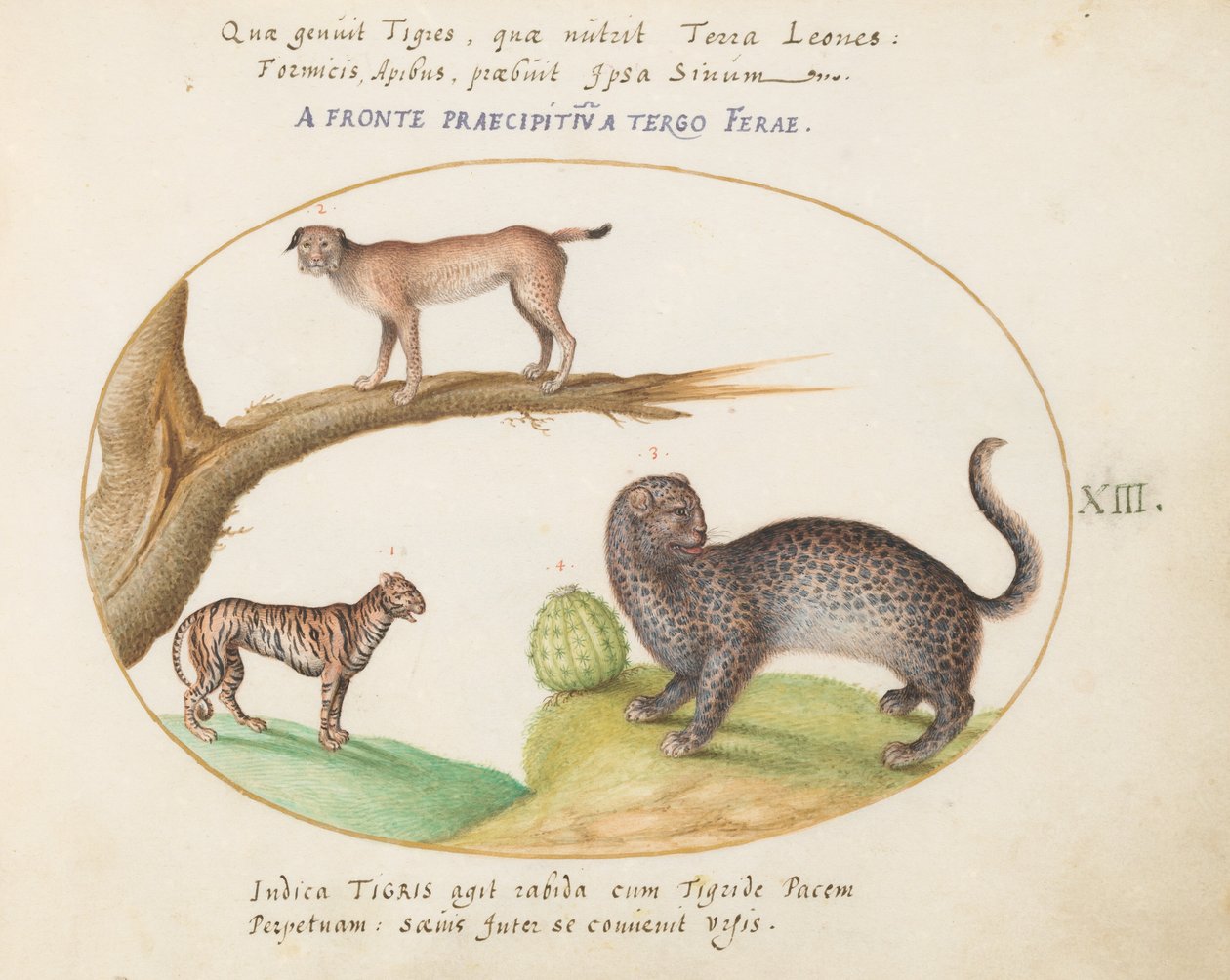 Plaat 13: Een tijger, een lynx en een jaguar(?) door Joris Hoefnagel