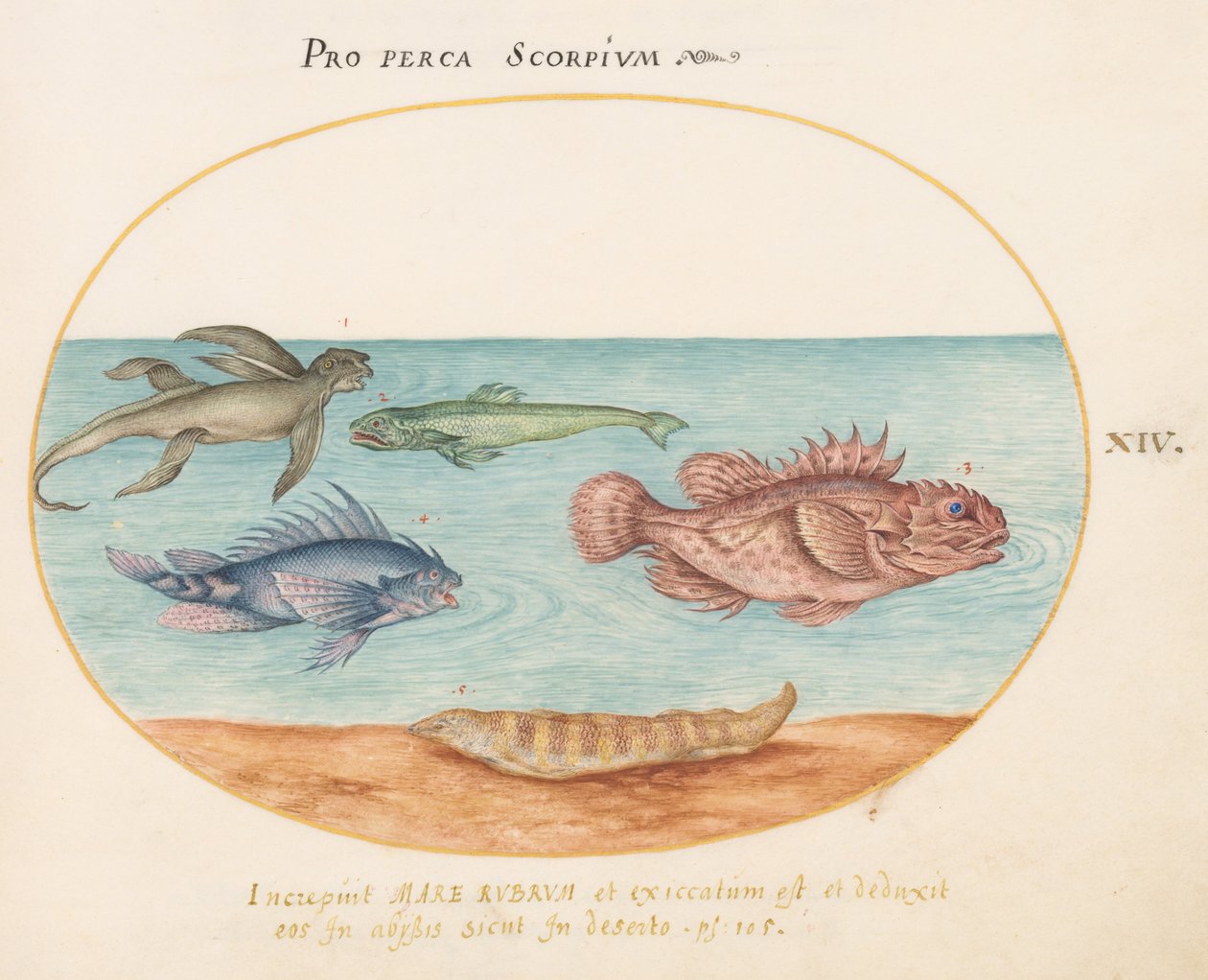 Platte 14: Ein "Meeraffe", zwei Skorpionfische und zwei andere Fische door Joris Hoefnagel
