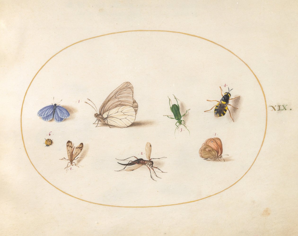 Plaat 19: twee vlinders met vijf andere insecten door Joris Hoefnagel