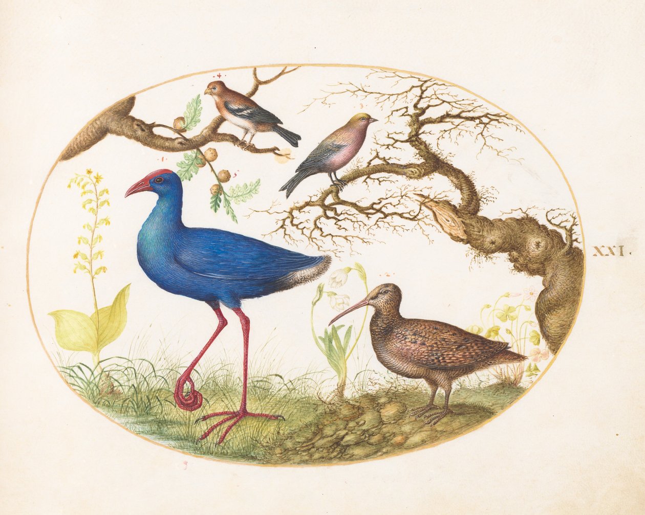 Plaat 21: moerashoen en houtsnip met een gestreepte rozenvink, een vink en eikengallen door Joris Hoefnagel