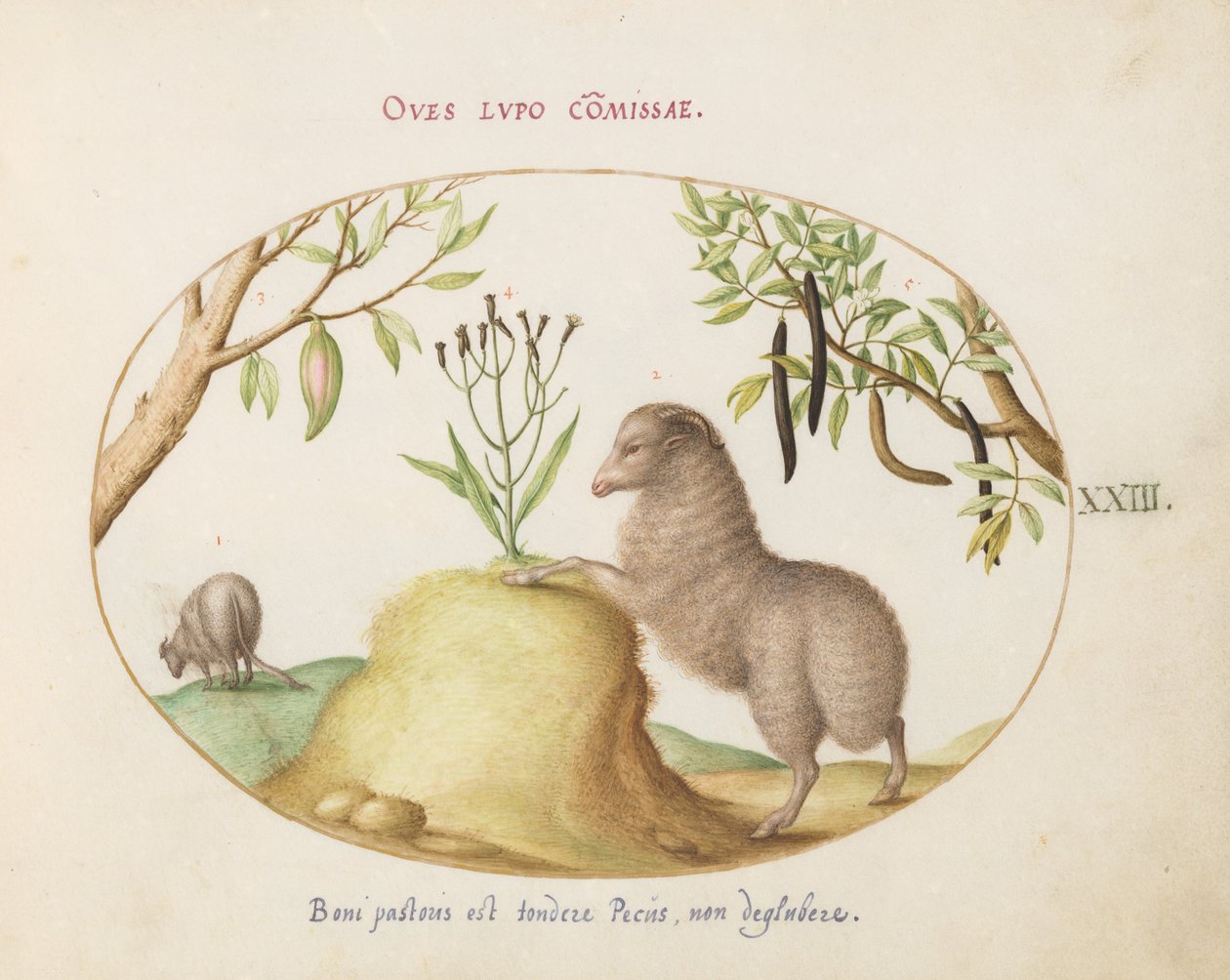Een Vetstaart Schaap, een Schaap met een Lange Staart, een "Cassia purgatrix," en Andere Planten (plaat 23) door Joris Hoefnagel
