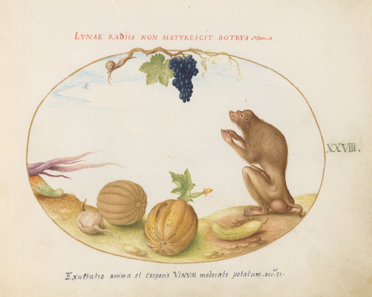 Plate 28: Een "Tartarine" (Berberaap?) met Fruit en een Slak door Joris Hoefnagel