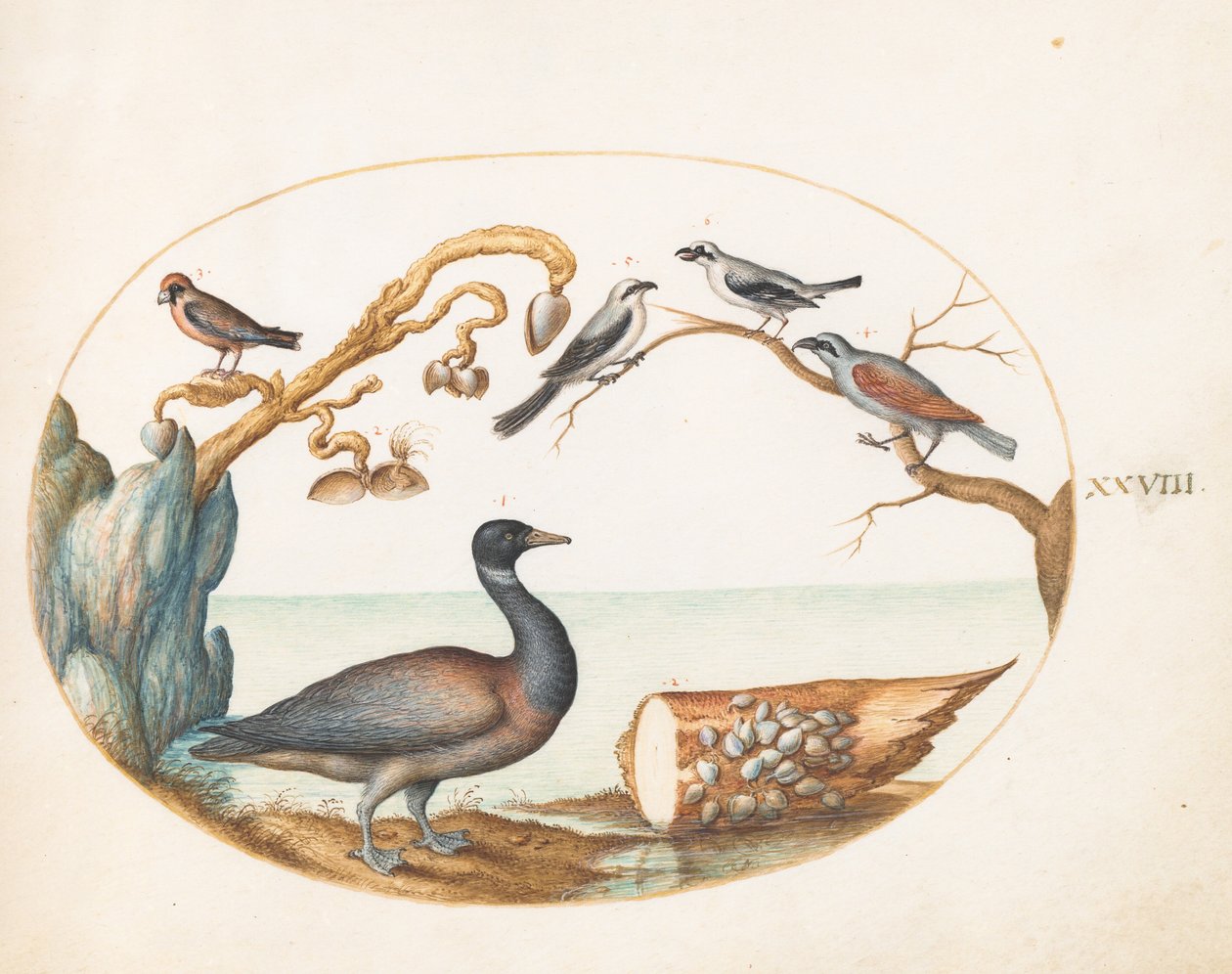 Plaat 28: Brandgans met klauwieren en andere vogels door Joris Hoefnagel
