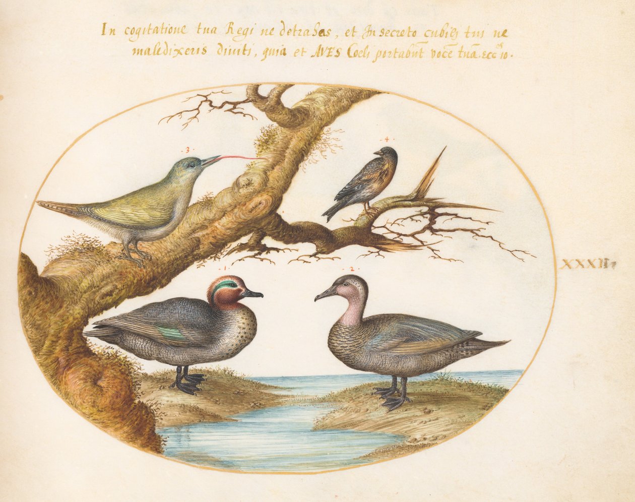 Plaat 32: een blauwvleugeltaling, een jonge groene specht en twee andere vogels door Joris Hoefnagel