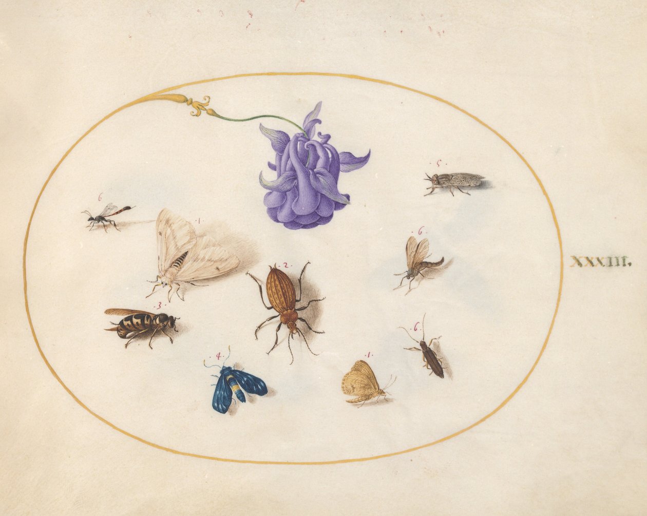 Plaat 33: mot en vlinder met andere insecten en een akeleibloem door Joris Hoefnagel