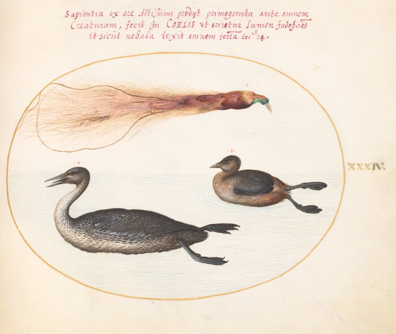Plaat 34: Paradijsvogel met Mereganser(?) en Fuut(?) door Joris Hoefnagel