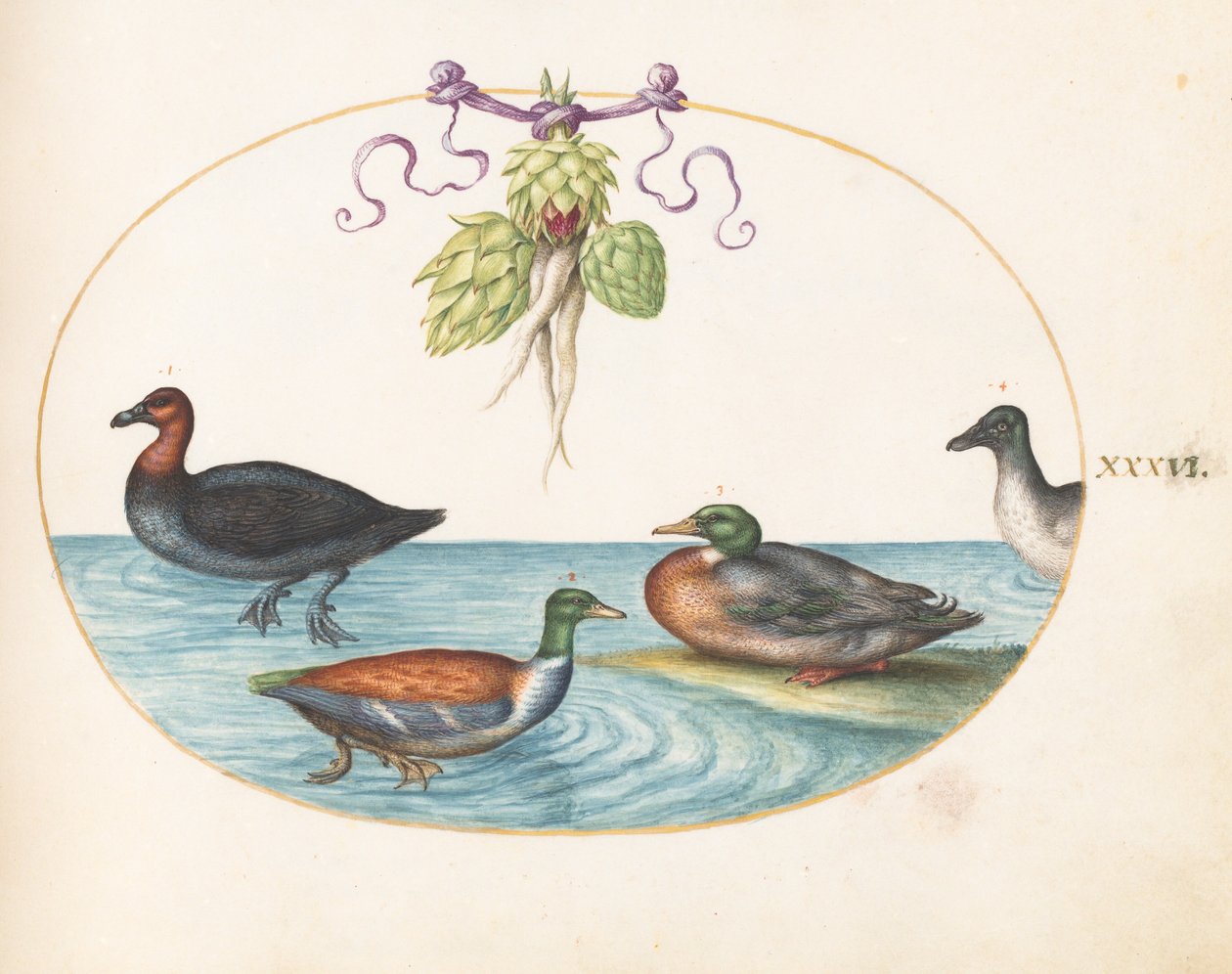Plaat 36: Roodborstzaagbek, Slobeend en twee andere watervogels met artisjokken door Joris Hoefnagel