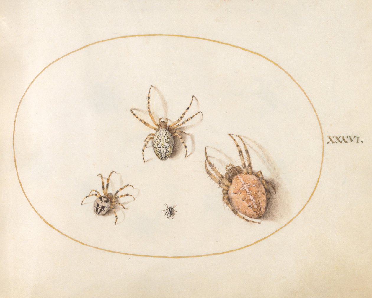 Drie Grote Spinnen en Een Kleine Spin door Joris Hoefnagel