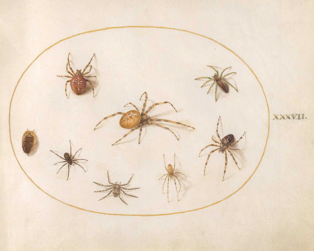 Plaat 37: zeven spinnen en een insect door Joris Hoefnagel