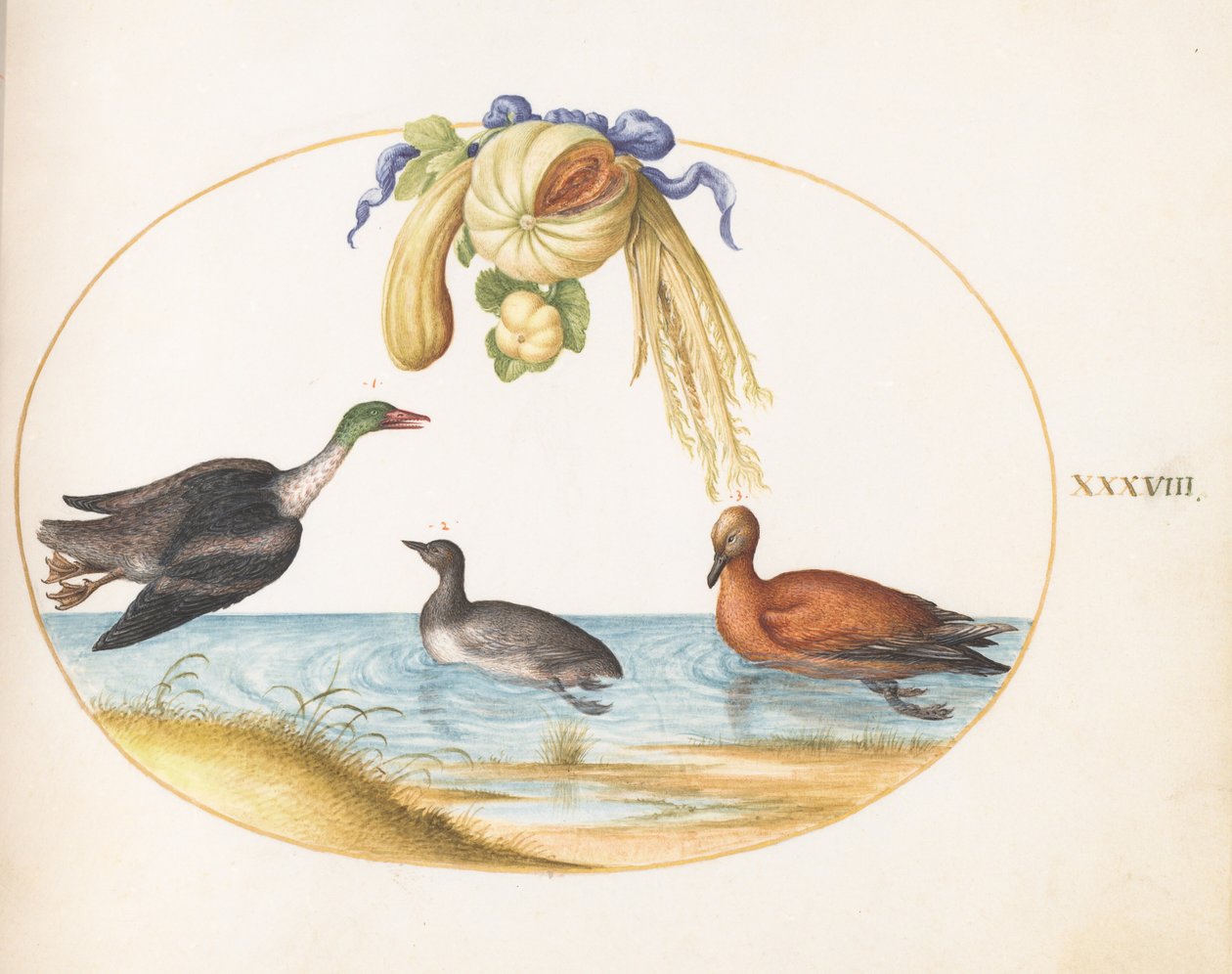 Plaat 38: zaagbek met twee andere watervogels en een guirlande van meloenen en pompoenen door Joris Hoefnagel