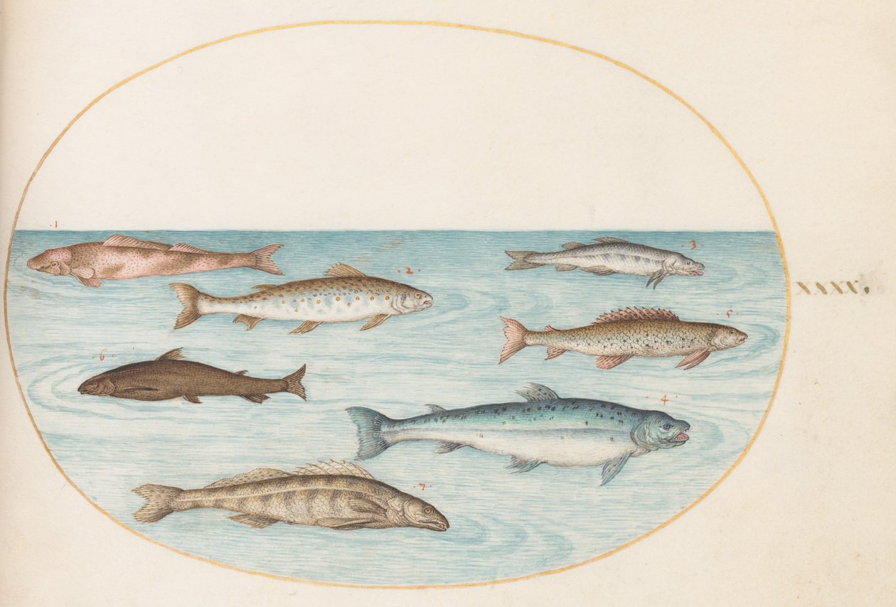 Plaat 40: Zalm, Forel en Zoetwatervis(?) door Joris Hoefnagel