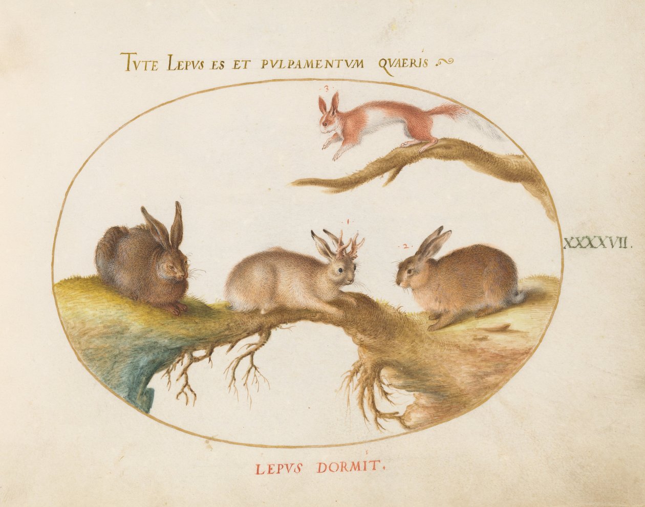 Plaat 47: een haas, „Jackalope”, een konijn en een gevlekte eekhoorn door Joris Hoefnagel