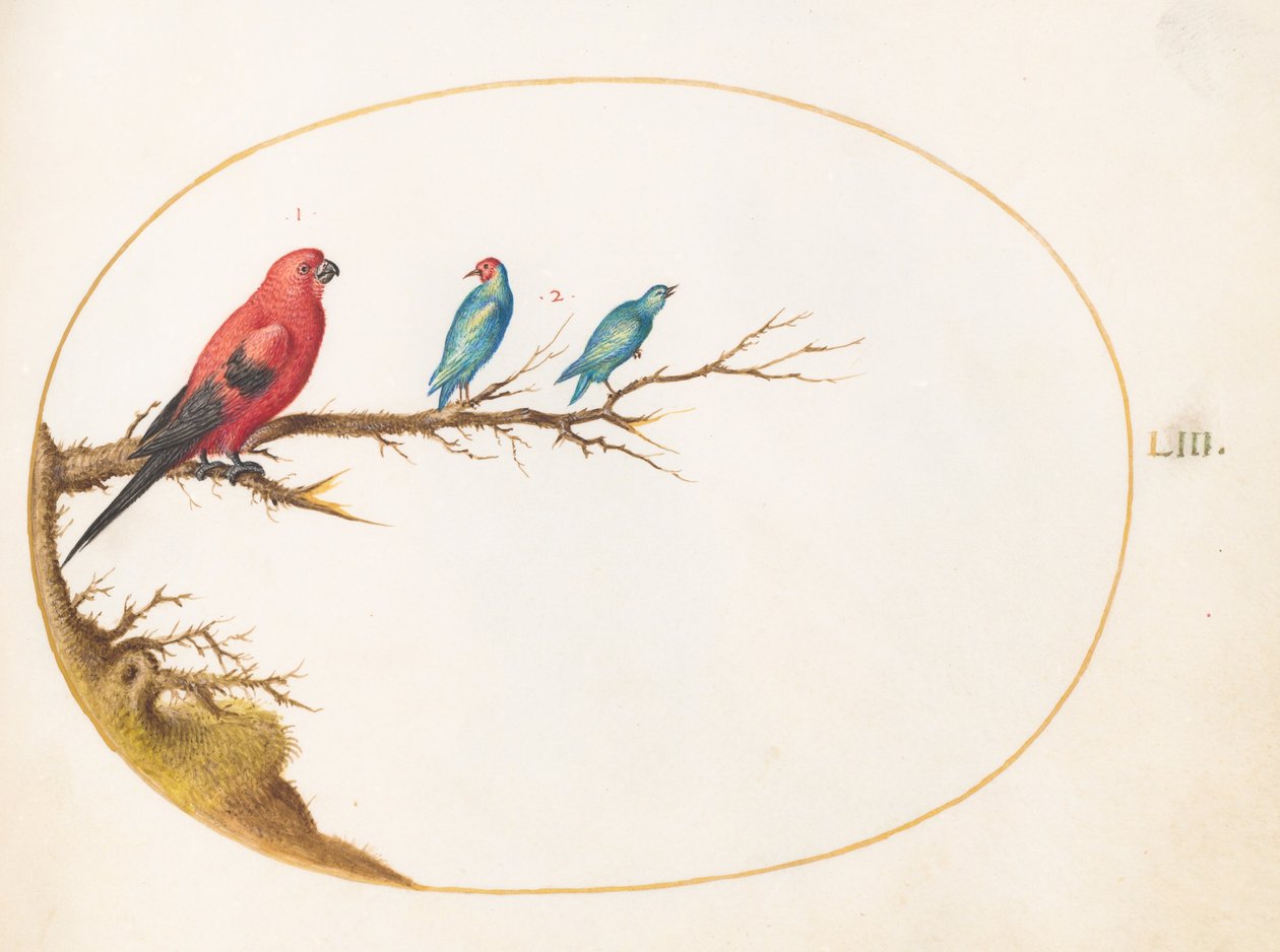 Afbeelding 53: Drie felgekleurde vogels, waaronder een Braziliaanse tangare() door Joris Hoefnagel
