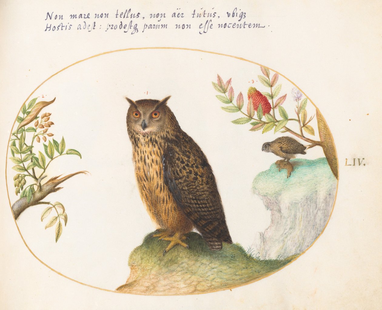 Afbeelding 54: Een uil, met in de verte een tweede uil die een konijn opeet door Joris Hoefnagel