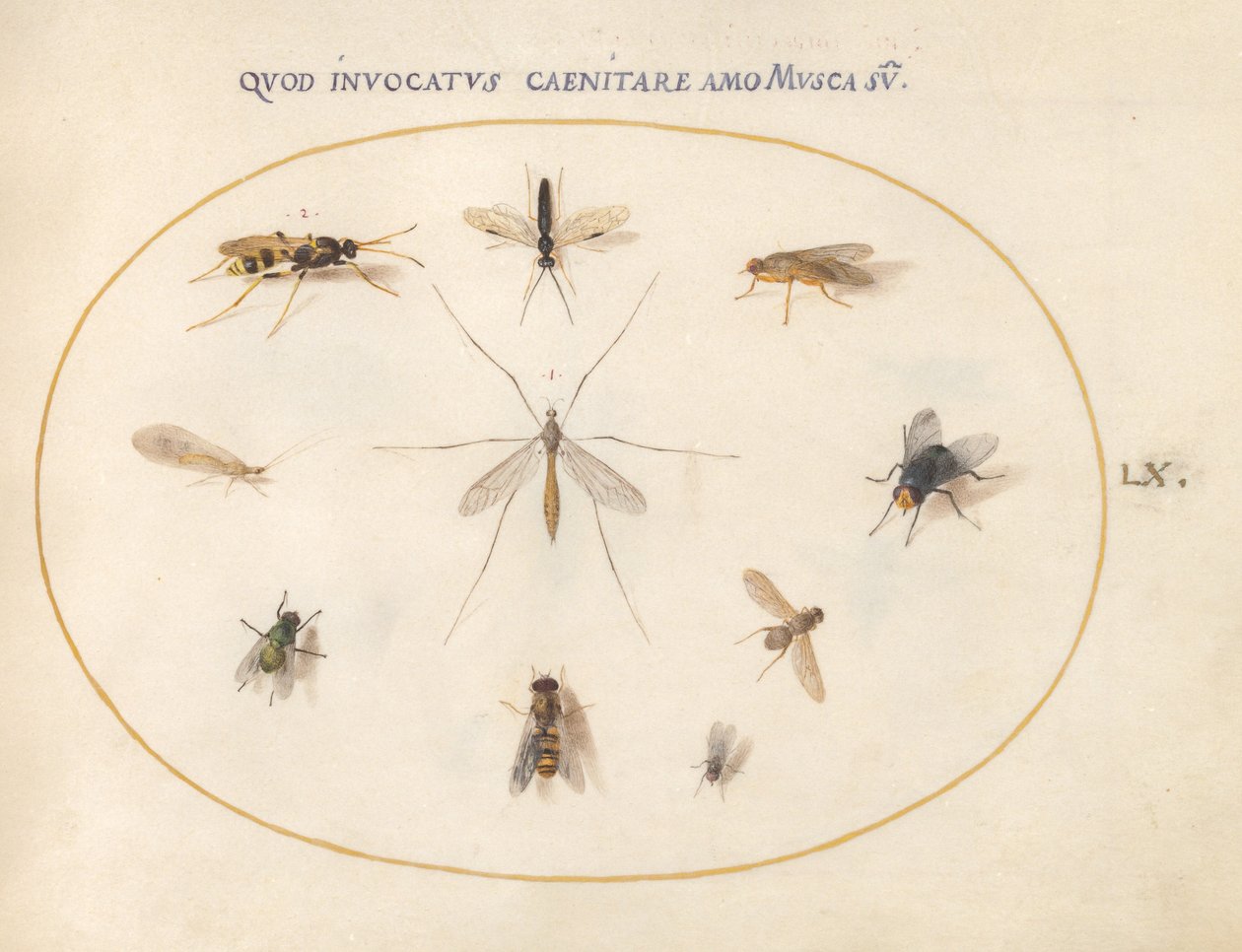 Plaat 60: Vliegen en andere insecten door Joris Hoefnagel