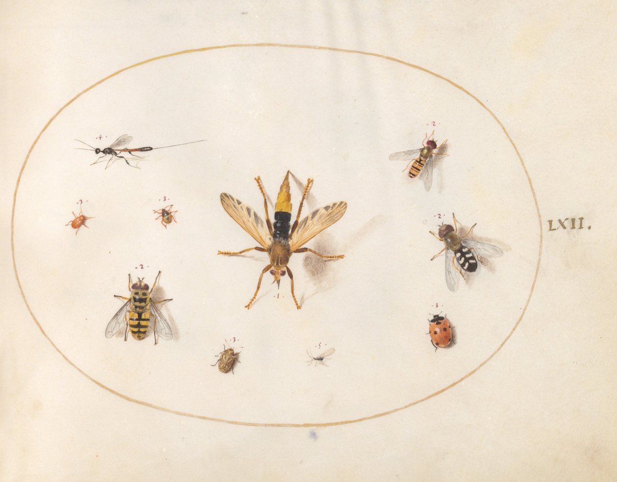 Plaat 62: tien insecten door Joris Hoefnagel