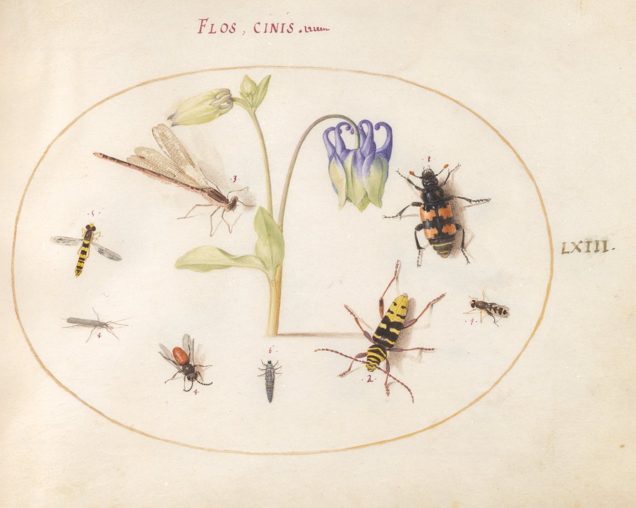 Een libel, een gevlekte langhoorn, een doodgraver en andere insecten met een blauwe en witte akelei door Joris Hoefnagel