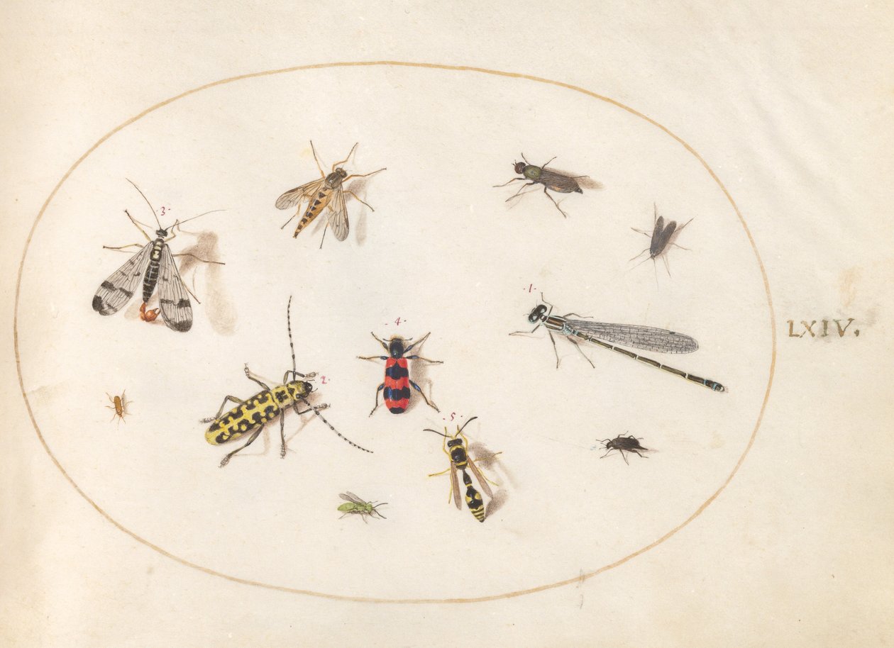 Plaat 64: Elf insecten, waaronder een libel en een langhoornkever door Joris Hoefnagel