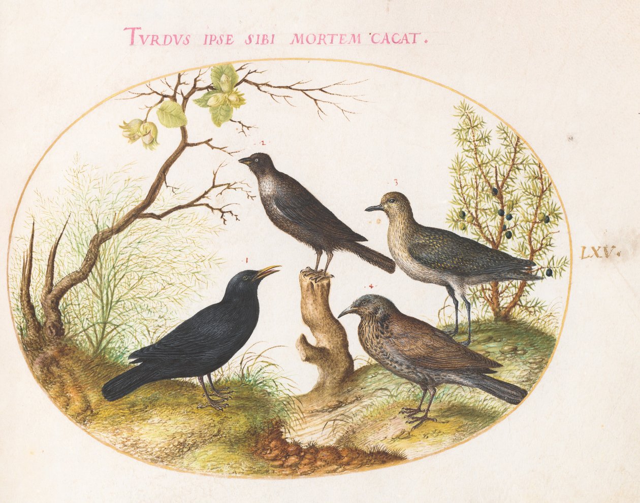 Merel, spreeuw(?) en andere vogels (plaat 65) door Joris Hoefnagel