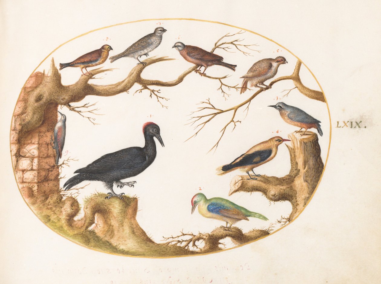 Plaat 69: zwarte specht, groene specht, boomklever en andere vogels door Joris Hoefnagel