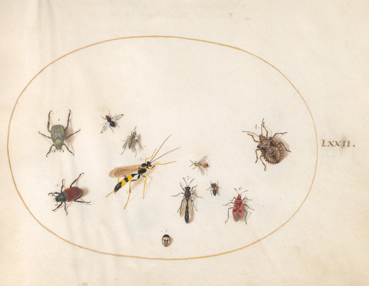 Plaat 72: Schildwants, kaneelwants, wesp en andere insecten door Joris Hoefnagel