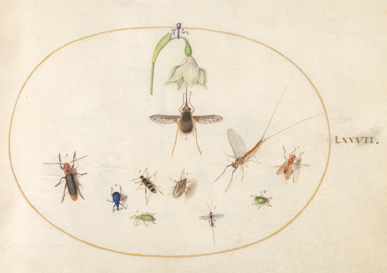 Plaat 77: Kolibrievlinder met een Witte Bloem, Blauwe en Groene Snuitkevers, en Andere Insecten door Joris Hoefnagel