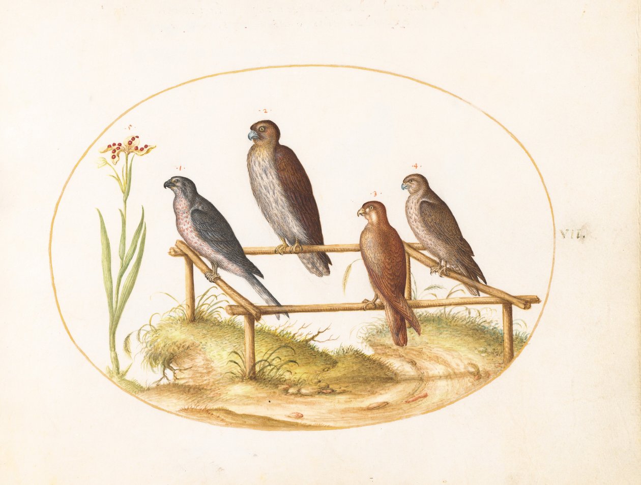 Plaat 7: Vier roofvogels op een houten raamwerk door Joris Hoefnagel