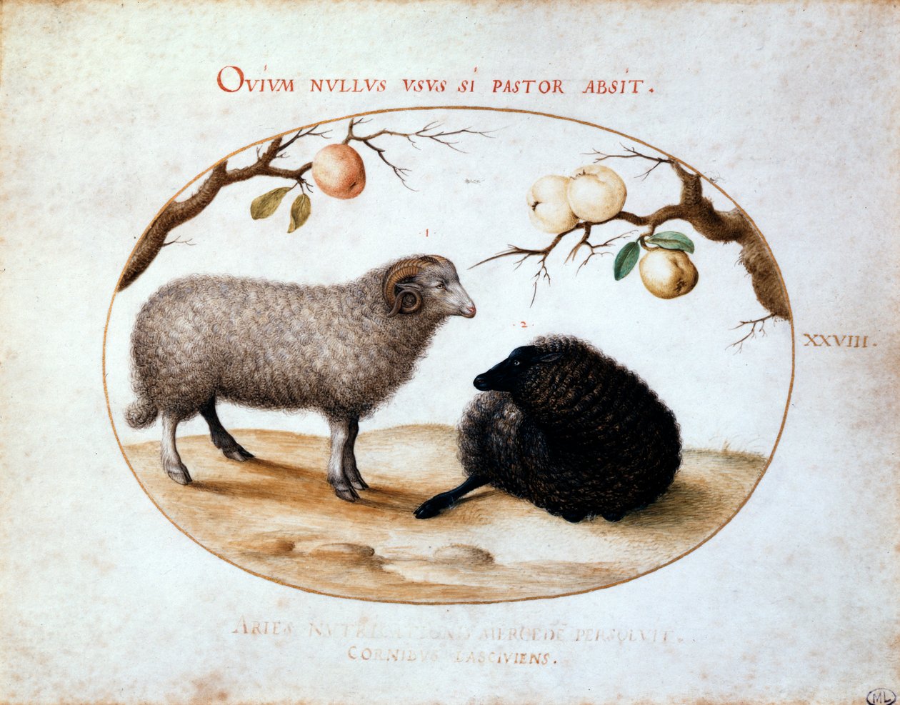 Ram, Zwart Schaap en Twee Appeltakken, 16e eeuw door Joris Hoefnagel