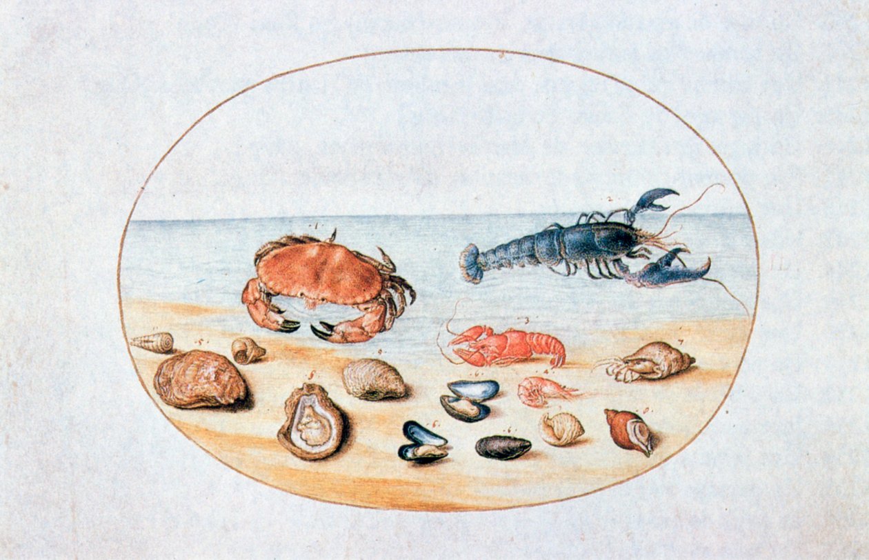 Schelpen en Schaaldieren, 16e eeuw door Joris Hoefnagel