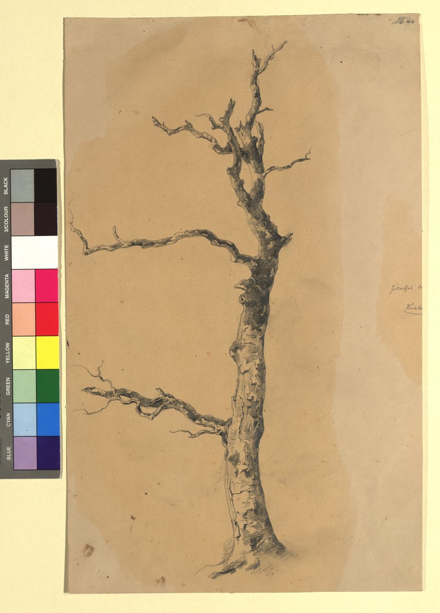 Studie eines kahlen Baumes door Josef Kriehuber