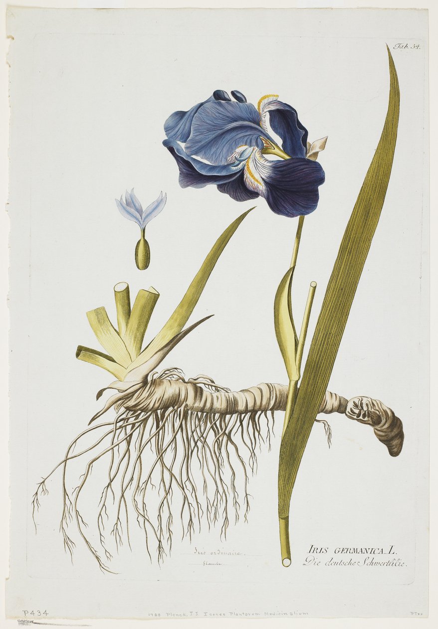 Iris Germanica, uit Icones Plantarum Medicinalium, 1788-1812 door Joseph Jacob Plenck