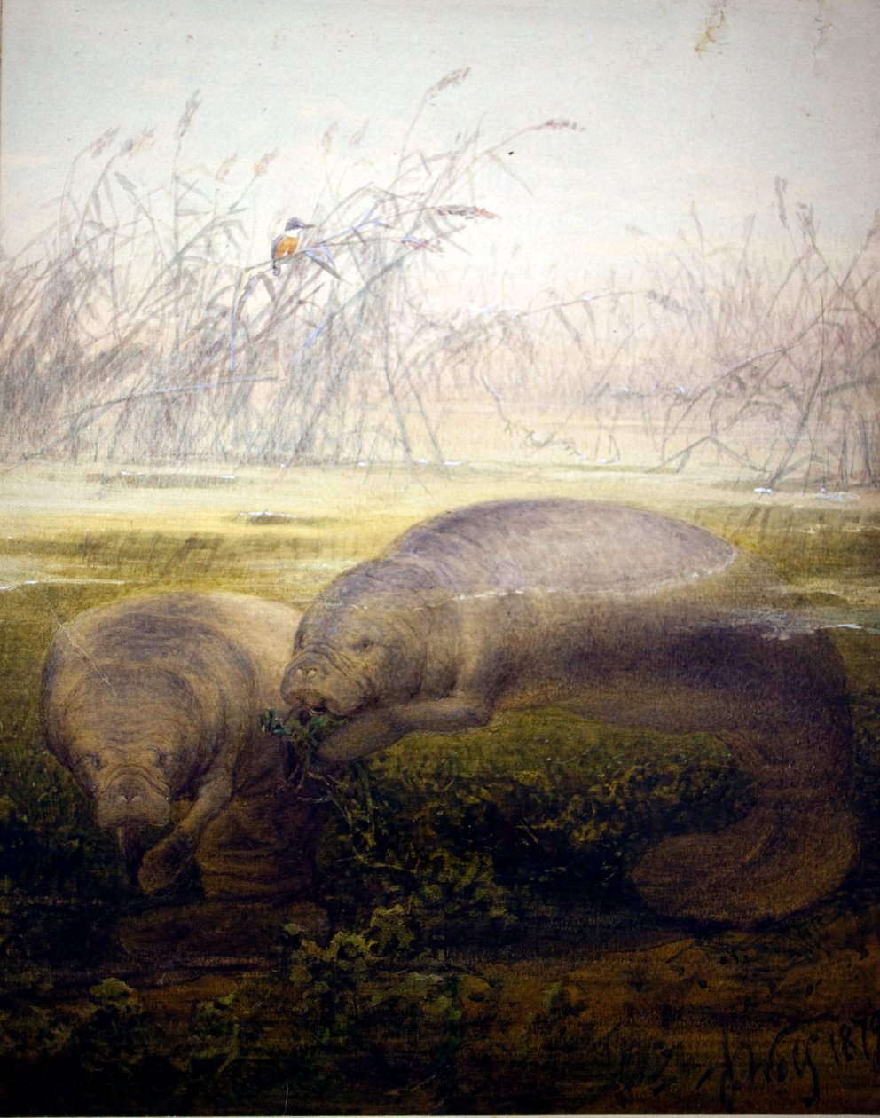 Zeekoe, 1879 door Joseph Wolf