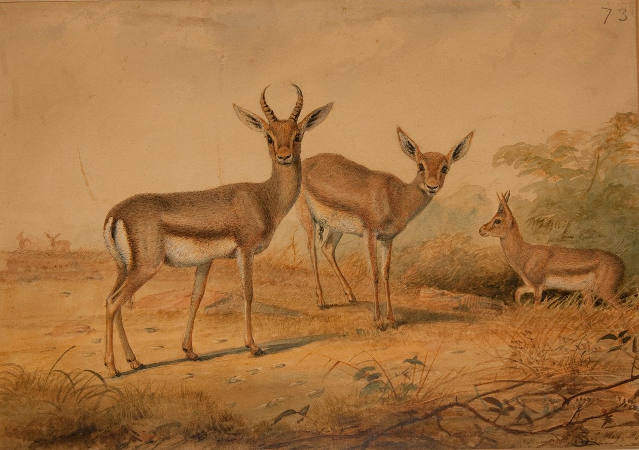 Perzische Gazelle door Joseph Wolf