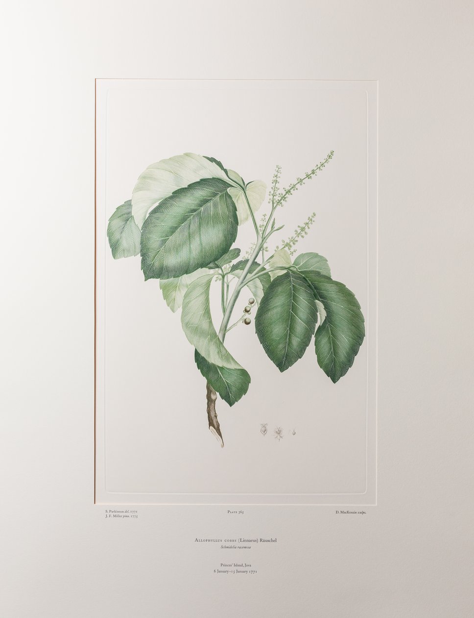 Allophyllus cobbe (Sapindaceae) - Plaat 365, Banks