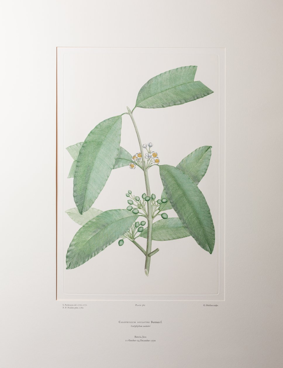 Calophyllum soulattri (Guttiferae) - Plaat 362, Banks