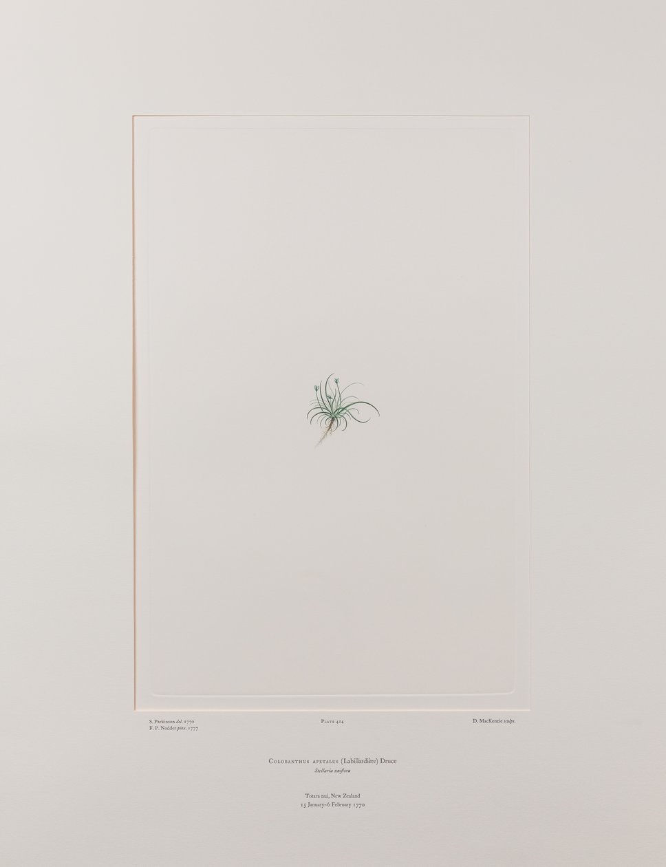 Colobanthus apetalus (Caryophyllaceae) - Plaat 414, Banks
