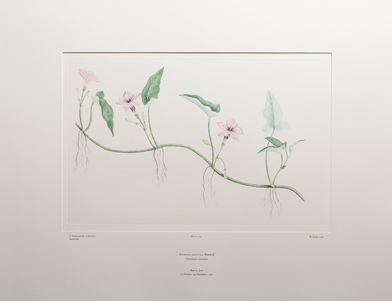 Ipomoea aquatica (Convolvulaceae) - Plaat 375, Banks