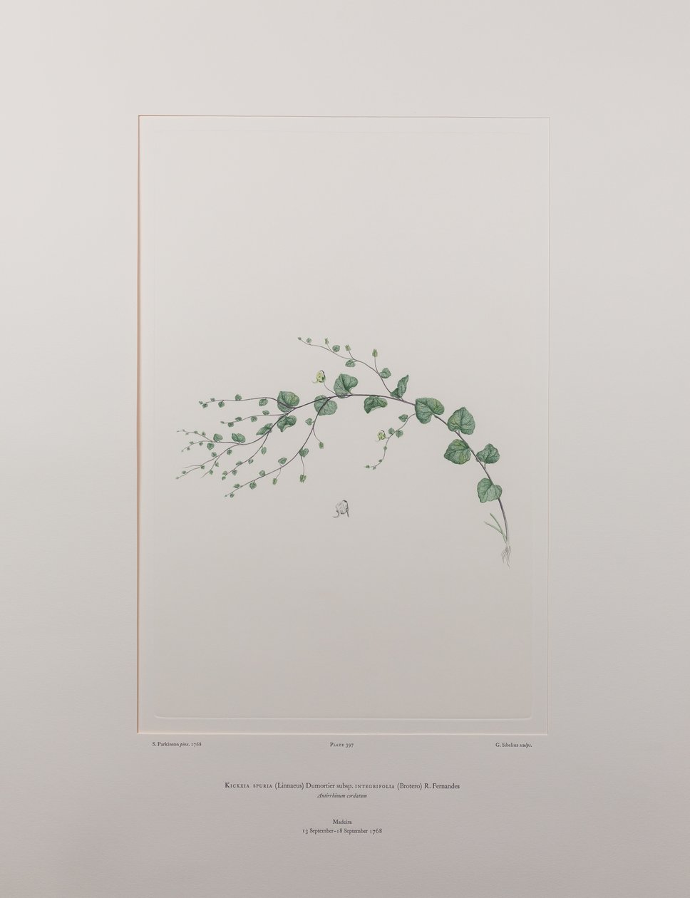 Kicksia spuria subsp. integrifolia (Scrophulariaceae) - Plaat 397, Banks
