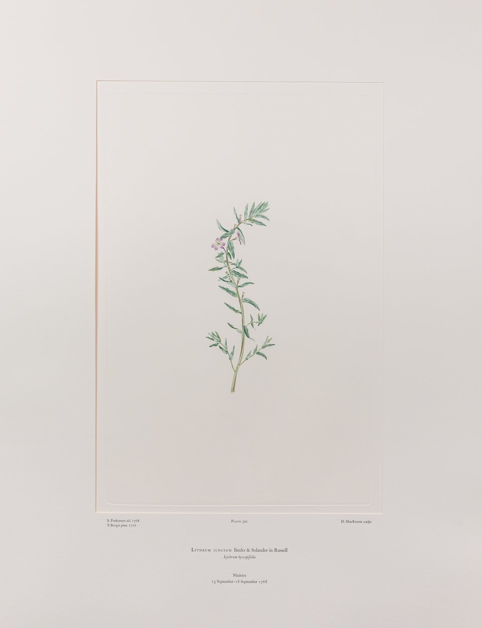 Lythrum junceum (Lythraceae) - Plaat 392, Banks