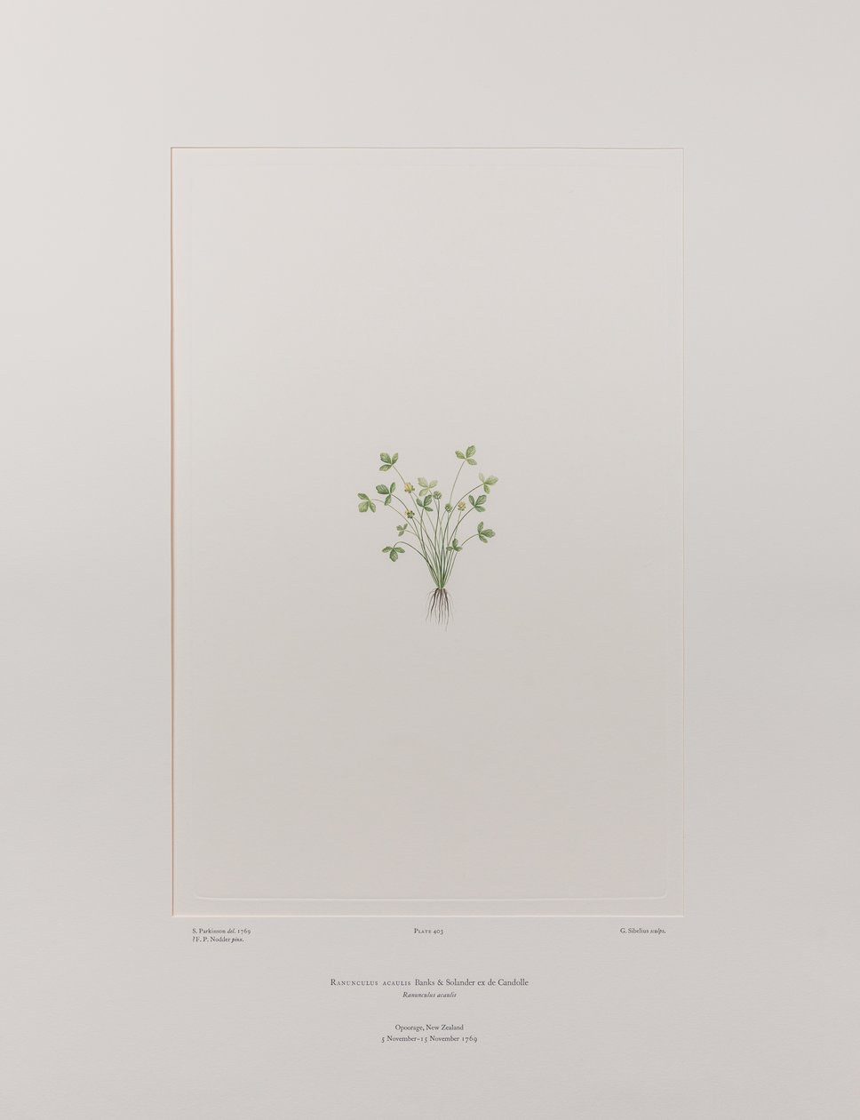 Ranunculus acaulis (Ranunculaceae) - Plaat 403, Banks