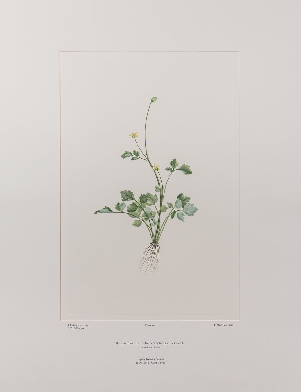 Ranunculus hirtus (Ranunculaceae) - Plaat 404, Banks