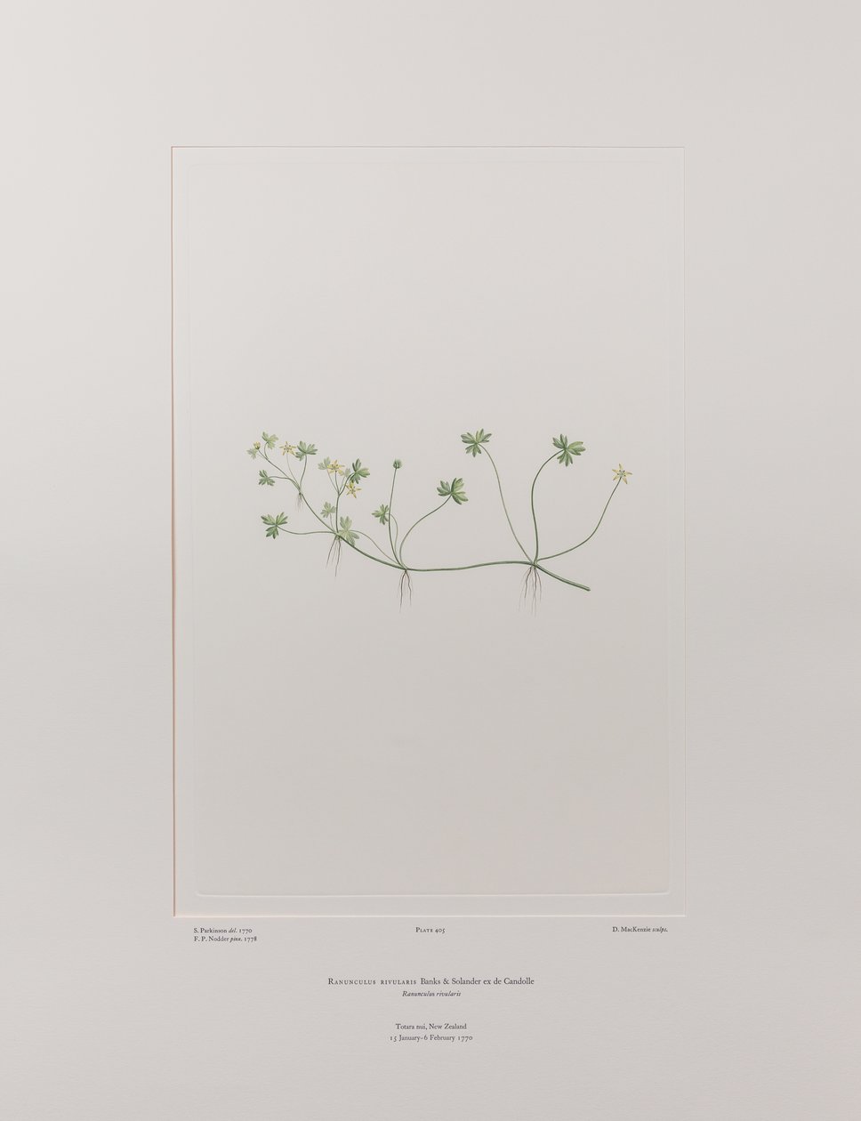 Ranunculus rivularis (Ranunculaceae) - Plaat 405, Banks