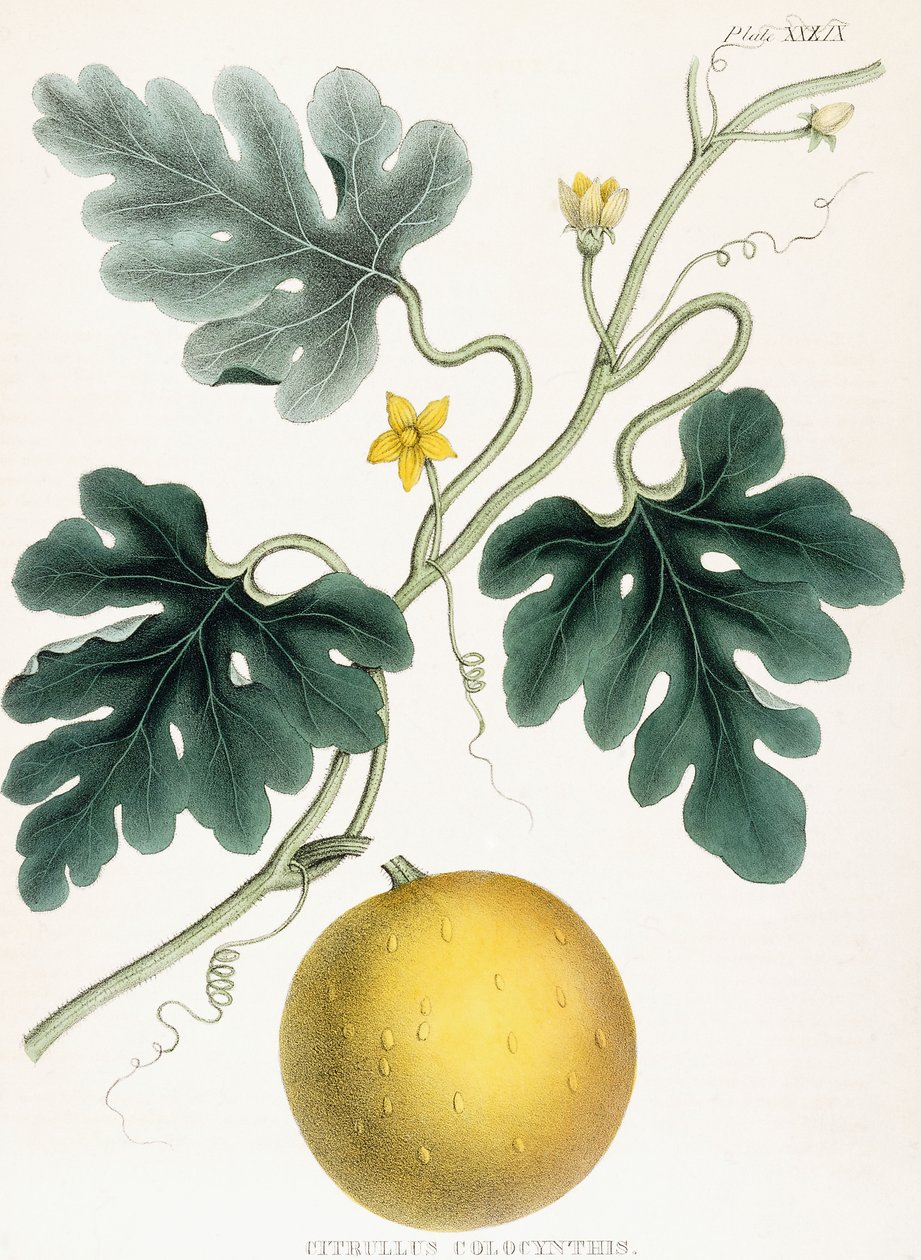 Colocynth, uit "Illustraties van Medische Botanica: Bestaande uit gekleurde figuren van de planten die de belangrijke artikelen van de Materia Medica leveren". J.H. Colen door Joseph Carson