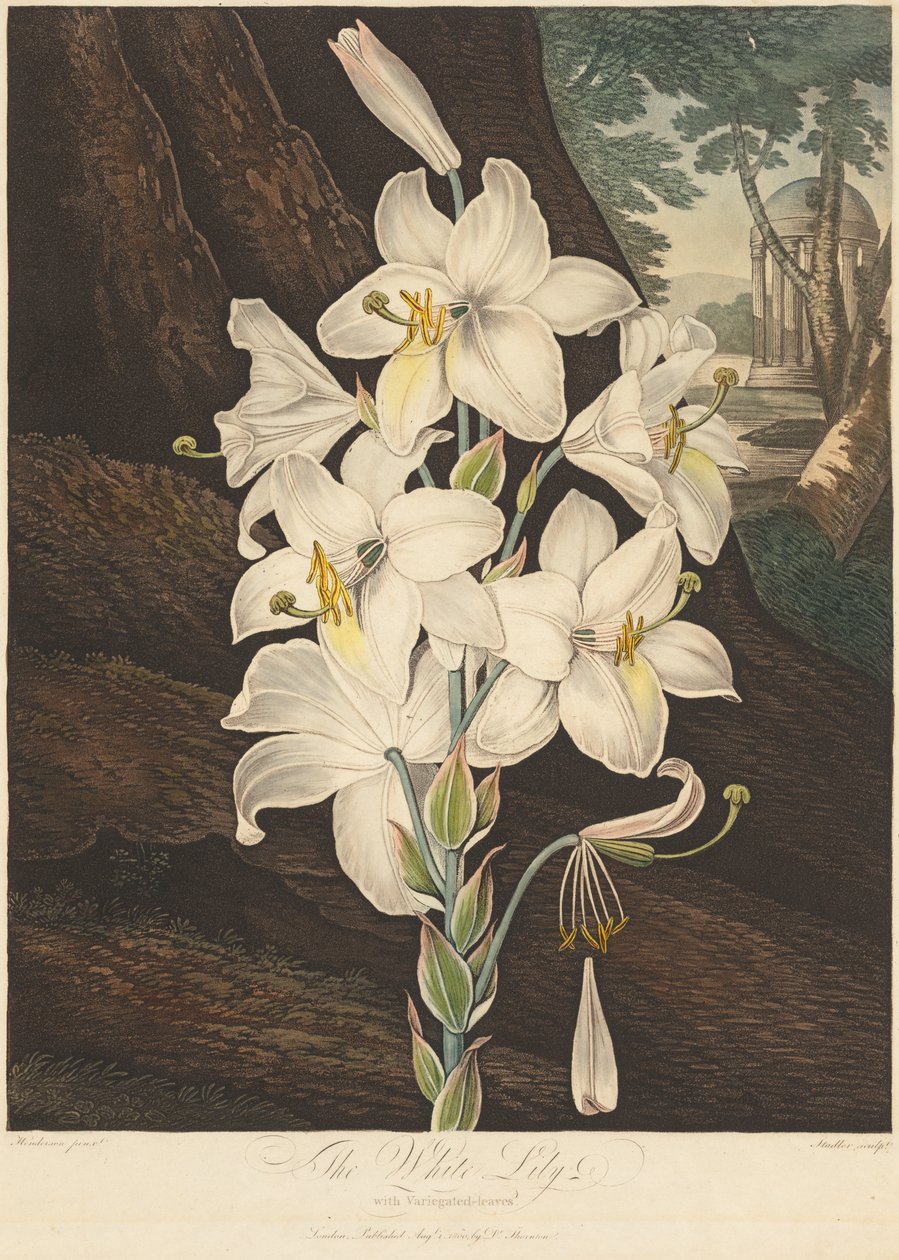 De Tempel van Flora; of Tuin van de Natuur: Witte Lelie met Bonte Bladeren door Joseph Constantine Stadler