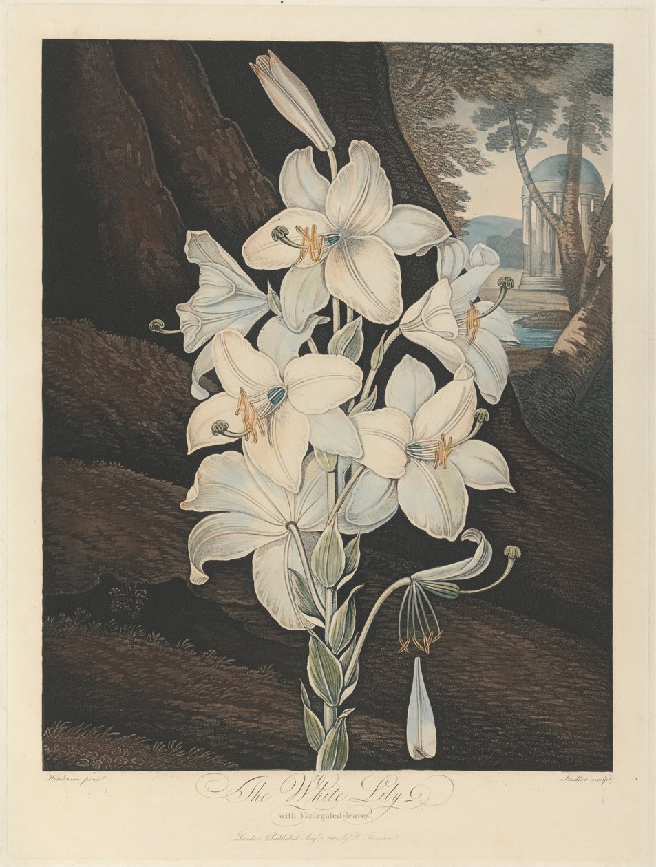 De witte lelie met bonte bladeren, 1800, uit Robert John Thornton, de 