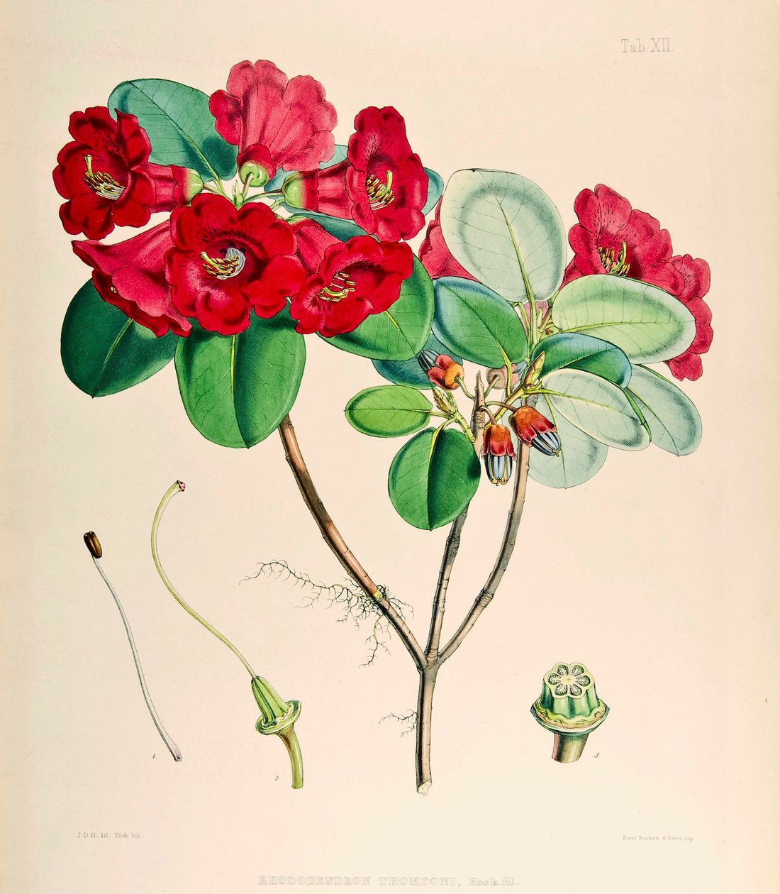 Rhododendron thomsonii, 1895 door Joseph Dalton Hooker