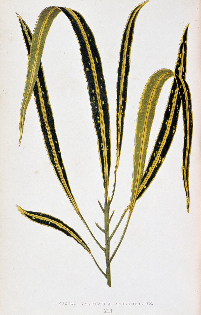 Croton blad variegatum angustifolium. Botanische plaat in 