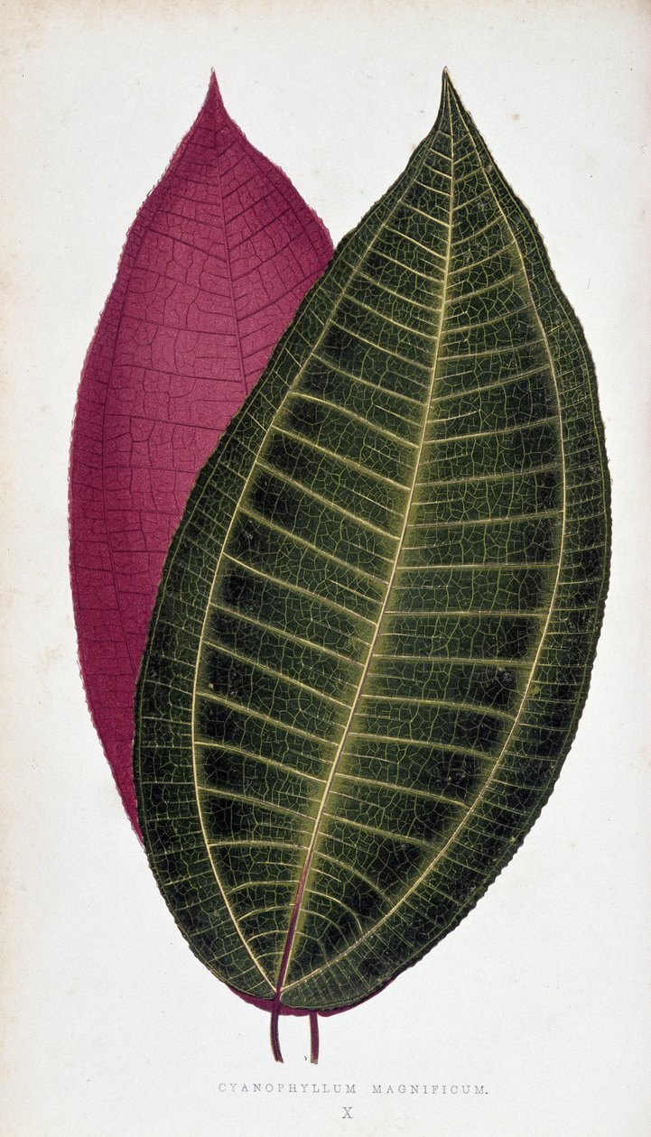Blad van Cyanophyllum Magnificum. Botanische plaat in 