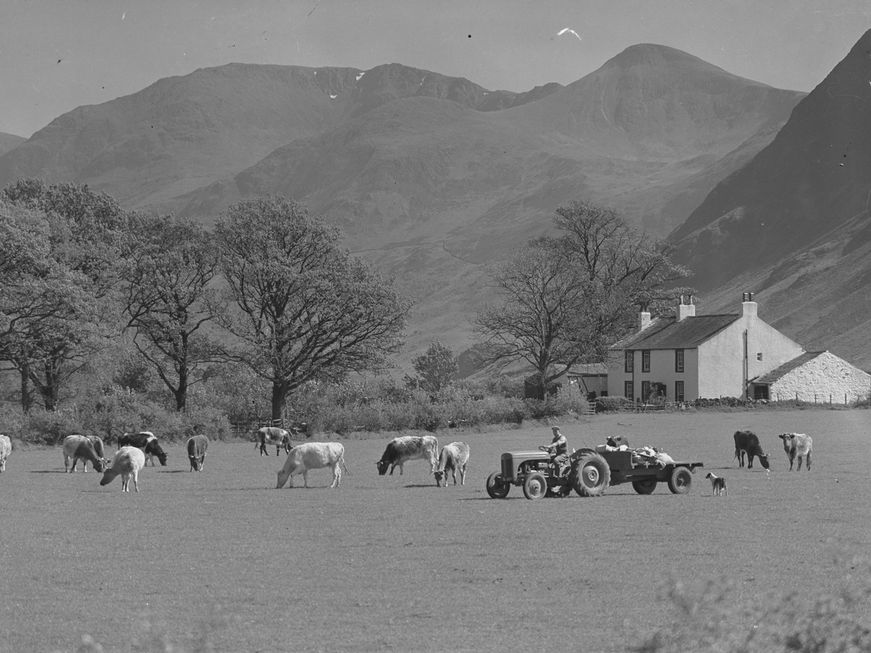 Een boer rijdt met zijn tractor over een veld met koeien, boerderijgebouw en heuvels op de achtergrond door Joseph Hardman