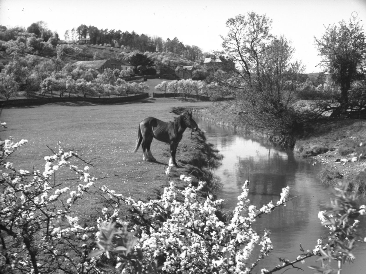 Bloesem op voorgrond met paard naast beek in weiland daarachter door Joseph Hardman
